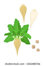 Sugar beet with green foliage, seeds and sliced sugar beet fruit vector illustration isolated on white background