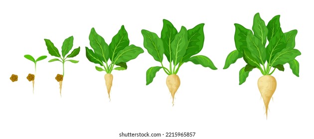 Sugar beet grow stages. Agriculture seed growth timeline, plant germination and development plant progress. Farm sugar beet seedling evolving stages with seed and sweet root harvest