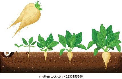 Sugar beet growth stages infographic. Development and productivity of sugar beet. The growth process of sugar beet from seeds, and sprouts to mature plant with ripe fruit vector illustration
