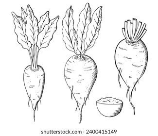 Sugar beet hand drawn vector illustration. Doodle with sweet root plants and sugar.  Engraved vegetables for print, logo, card, design, template, label. Agriculture, healthy food, beetroot harvesting