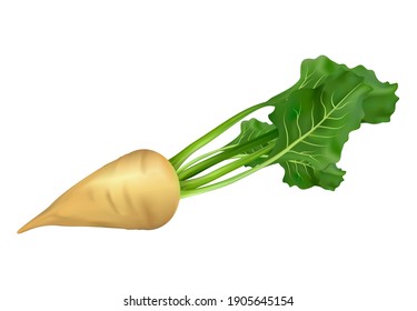 Sugar beet isolated on white background. White beet. Vector illustration.