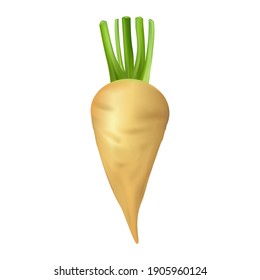 Sugar beet isolated on white background. Vector illustration.