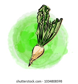 Sugar beet on painted background. Beautiful hand drawn vector sketch. Colorful elements for social media and print decoration.