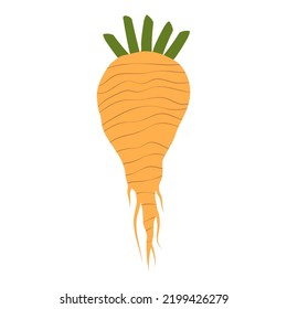 Sugar beet on a white background. White beet cartoon vector illustration. 