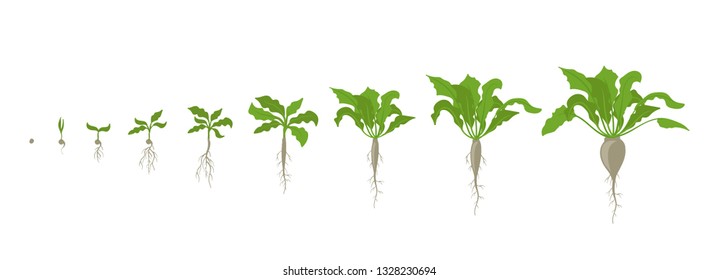 Sugar beet plant. Growth stages. Vector illustration. Beta vulgaris subsp. Ripening period. The life cycle. Root grown commercially for sugar production. Use fertilizers. On white background.