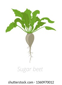 Sugar beet plant. Vector illustration. Beta vulgaris subsp. Root grown commercially for sugar production. On white background.
