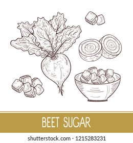 Sugar beet. Root, leaves, sugar, bowl. Set. Sketch. Monophonic.