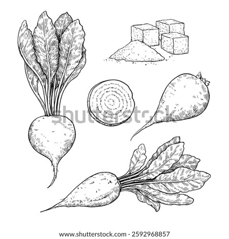 Sugar beet root, plant and slice in engraving style. Black and white vector illustration.