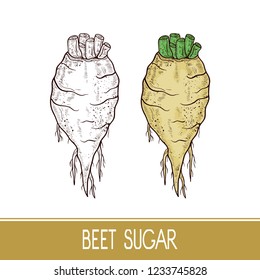 Sugar beet. Root.  Set. Sketch. Color and monophonic.