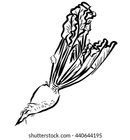 Sugar beet Sketch Vegetables Outline Vector Artwork, Hand drawn image