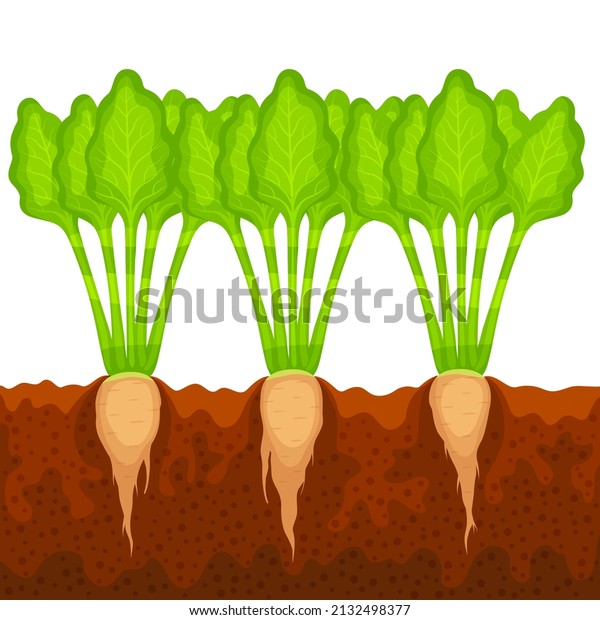 Sugar Beets Growing Ground Cartoon Vector Vetor Stock Livre De