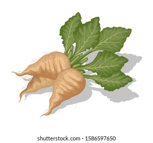 Sugar beets with shadow on white background . Cartoon vector illustration. White beets.