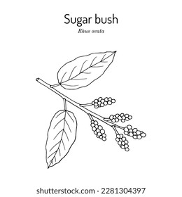 Sugar bush or sugar sumac (Rhus ovata), edible and medicinal plant. Hand drawn botanical vector illustration