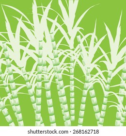 sugar cane 