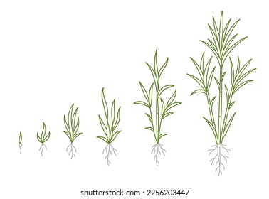 Sugar cane. Animation of the development of the plant growth stage. Hand drawn vector line. Editable outline stroke.