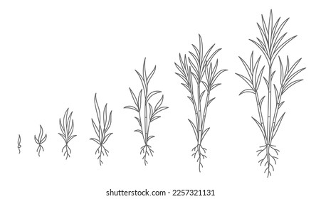 Sugar cane. Animation of the development of the plant growth stage. Vector line. Editable outline stroke.