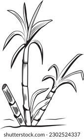 Sugar cane black and white, drawing, engraving, ink, line art, vector, illustration.