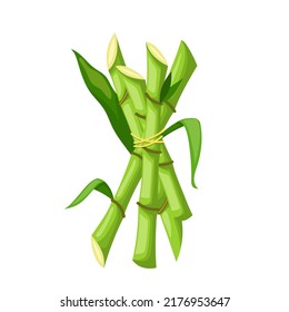 sugar cane cartoon. plant sugarcane, leaf plantation, green raw, organic sugar cane vector illustration