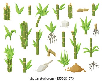 Sugar cane cartoon vector illustration on white background.Sugarcane set icon.Vector illustration of sweet white sugar.Cartoon cane leaf.Set icon of sugarcane plantation.