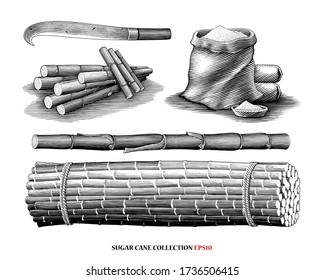 Sugar cane collection illustration vintage engraving style black and white clipart isolated on white background