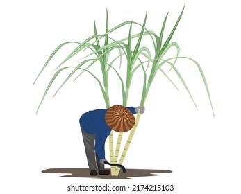 sugar cane cutter on a white background.