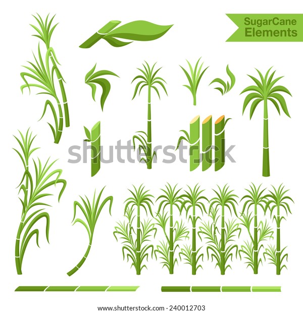 Sugar Cane Decoration Borders Steams Leaves Signs Symbols Food