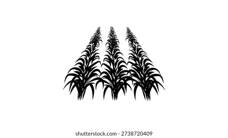 Sugar cane field, black isolated silhouette