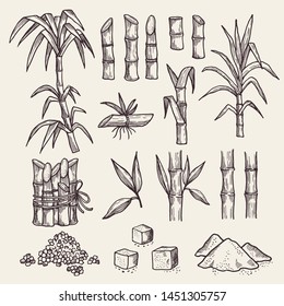 Sugar cane. Fresh sugar harvest agriculture plantation vector hand drawn plants. Sugarcane natural, plant harvest, cane sugar illustration