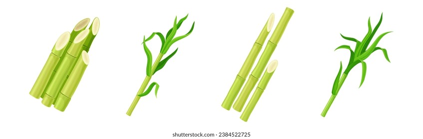 Sugar Cane Green Plant Stem with Leaf Vector Set