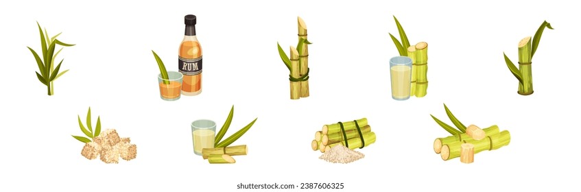 Sugar Cane Green Plant Stem with Leaf and Rum Drink Vector Set