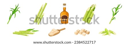 Sugar Cane Green Plant Stem with Leaf and Rum Bottle with Granulated Sugar Vector Set