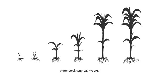 Sugar cane growth in biology. Harvest ripening infographic in the form of black silhouette. Development of plants and root system in agriculture.