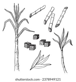 Zuckerrohr, handgezeichnet, mit Gravur auf isoliertem Hintergrund. Zeichnung von Stamm, Blättern, Schnittwinden und Zweigen der tropischen Zuckerpflanzen, Zucker süße kristalline Würfel. Ernte, Landwirtschaft, Lebensmittel