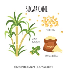 Sugar cane hand drawn vector illustration set with sweet farm plant stalks and cubed and granulated sugarcane products, isolated agriculture graphic collection on white background