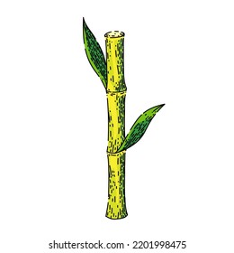 sugar cane hand drawn vector. plant sugarcane, leaf plantation, green raw, field sugar cane sketch. isolated color illustration