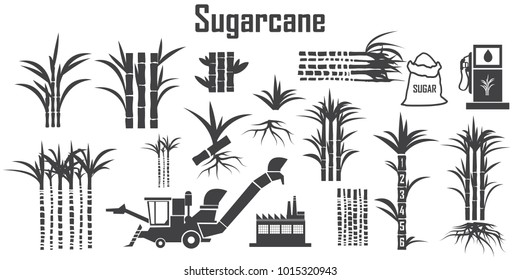 sugar cane icons vector.