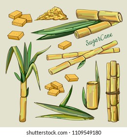 Sugar cane icons. Vector illustration EPS 10