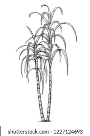 Sugar cane illustration, drawing, engraving, ink, line art, vector