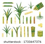 Sugar cane isolated cartoon set icon. Vector cartoon set icon sugarcane. Vector illustration sugar cane on white background.