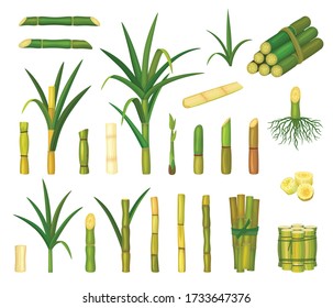 Sugar cane isolated cartoon set icon. Vector cartoon set icon sugarcane. Vector illustration sugar cane on white background.