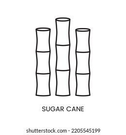 Sugar cane linear icon in vector, illustration of the plant from which sugar is made.