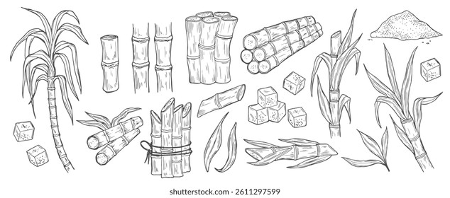 Sugar cane. Natural organic sweetener harvest illustration. Sugar cane plant, stem bunch, stalk and leaves, sweet spice cube and powder ingredient engraved sketch isolated vector set on background