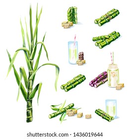 sugar cane, plant, drink, sugar, set of colored icons of sugar cane on a white background