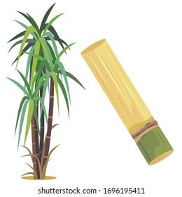 Sugar cane plant and fresh sugar cane.