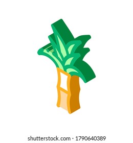 Sugar Cane Plant Icon Vector. Isometric Sugar Cane Plant sign. color isolated symbol illustration