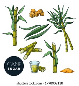 Sugar Cane Plant Leaves Color Sketch Stock Vector (Royalty Free ...