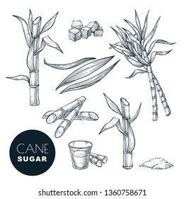 Sugar cane plant and leaves sketch vector illustration. Natural organic sweetener. Hand drawn isolated design elements.