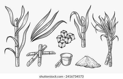 Sugar cane plant and leaves sketch vector illustration. Natural organic sweetener. Hand drawn isolated design elements.