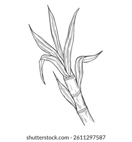 Sugar cane plant and leaves sketch vector illustration. Natural organic sweetener. Hand drawn isolated design elements.