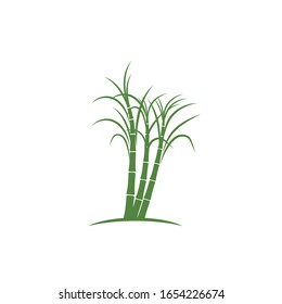 Sugar cane plant logo vector illustration design